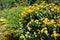 Yellow Lantana