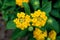 Yellow Lantana Camara flower in forest