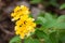 Yellow Lantana flowers