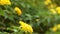 Yellow Lantana flowers with green lush foliage swaying in the wind.