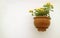 Yellow Lantana Flowers in Terracotta Planter Hanging on White Concrete Wall