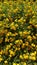 Yellow Lantana in hot desert landscape.