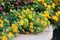 Yellow lantana on stone edge