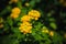 Yellow Lantanas flower with blur background