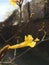 Yellow lapacho flower