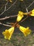Yellow lapacho flower