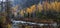 Yellow larch in autumn