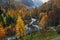 Yellow larch in autumn