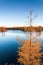 Yellow larch on a blue lake in the tundra, deep autumn in the Taimyr Peninsula near Norilsk.