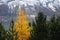 Yellow larch among the green firs