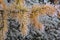 Yellow larch needles on the background of moss northern tundra