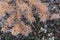 Yellow larch needles on the background of moss northern tundra