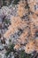 Yellow larch needles on the background of moss northern tundra