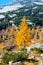 Yellow larch tree high in the mountains