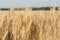 yellow large mature ears of wheat in a large field. summer harvesting.