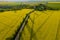 Yellow large rapeseed field, tracks from the tractor in the field. Top view of large plantations.