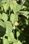 Yellow large raspberries on a green bush. Delicious rare yellow raspberries in the summer garden