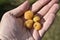 Yellow large raspberries in your hand. Delicious rare yellow raspberries in the palm of your hand