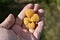 Yellow large raspberries in your hand. Delicious rare yellow raspberries in the palm of your hand