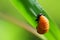 Yellow Larvae on the leaf