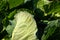 Yellow larvae of a pest caterpillar on green leaves of white cabbage in the garden