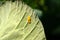 Yellow larvae of a pest caterpillar on green leaves of white cabbage in the garden