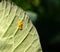 Yellow larvae of a pest caterpillar on green leaves of white cabbage in the garden