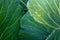 Yellow larvae of a pest caterpillar on green leaves of white cabbage in the garden