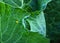 Yellow larvae of a pest caterpillar on green leaves of white cabbage in the garden