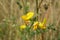 Yellow lathyrus flowers in the meadow, closeup