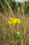 Yellow lathyrus flowers in the meadow, closeup