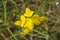 Yellow lathyrus flowers in the meadow, closeup