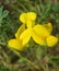 Yellow lathyrus flowers in the meadow, closeup