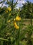 Yellow Lathyrus Pratensis close-up.