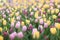 Yellow, lavender and purple tulips