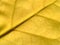 Yellow leaf