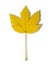 Yellow leaf as an autumn symbol as a seasonal themed concept