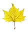 Yellow leaf as an autumn symbol on white