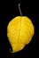 Yellow leaf, black background