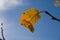 Yellow leaf on the blue sky