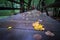 Yellow leaf bridge.