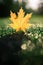 The yellow leaf of the Canadian maple fell from the tree on the wet grass and shines through the suns bokeh environments.