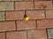 Yellow leaf on dirty pavement