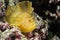 Yellow Leaf fish in Cebu