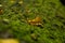 Yellow leaf in the forrest near the german palais Burgau