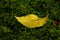 Yellow leaf in the forrest near the german palais Burgau