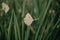 Yellow leaf of ginkgo tree hangs on sharp leaf yucca