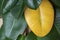 Yellow leaf on green Ficus elastica plant