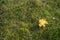 Yellow leaf on green grass. Autumn leaf on the yellowing grass. The very beginning of autumn. Signs of autumn. Signs of