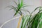 Yellow leaf between green leaves on stem houseplant Dracaena palm tree